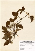 藏品(高山鐵線蓮)的圖片